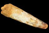 Real Spinosaurus Tooth - Giant Dinosaur Tooth #126122-1